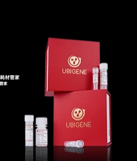 高效能鼠尾鉴定试剂,快速鉴定长片段(10kb内)/复杂序列小鼠基因型