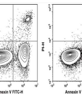 Elabscience细胞培养型Annexin V-FITC冻干粉E-CK-A111U荧光标记