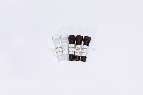BIOG染料法荧光定量PCR试剂盒(抗体) 检测分析复杂样本中的靶基因