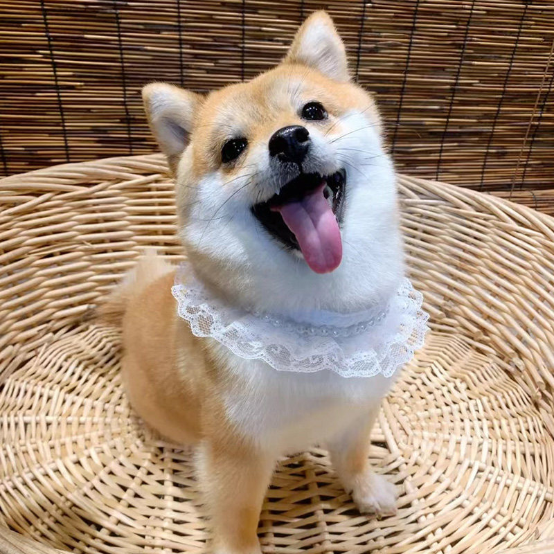 柴犬纯种幼犬活体宠物狗日本豆柴幼崽中小型赛级柯基秋田犬小柴犬