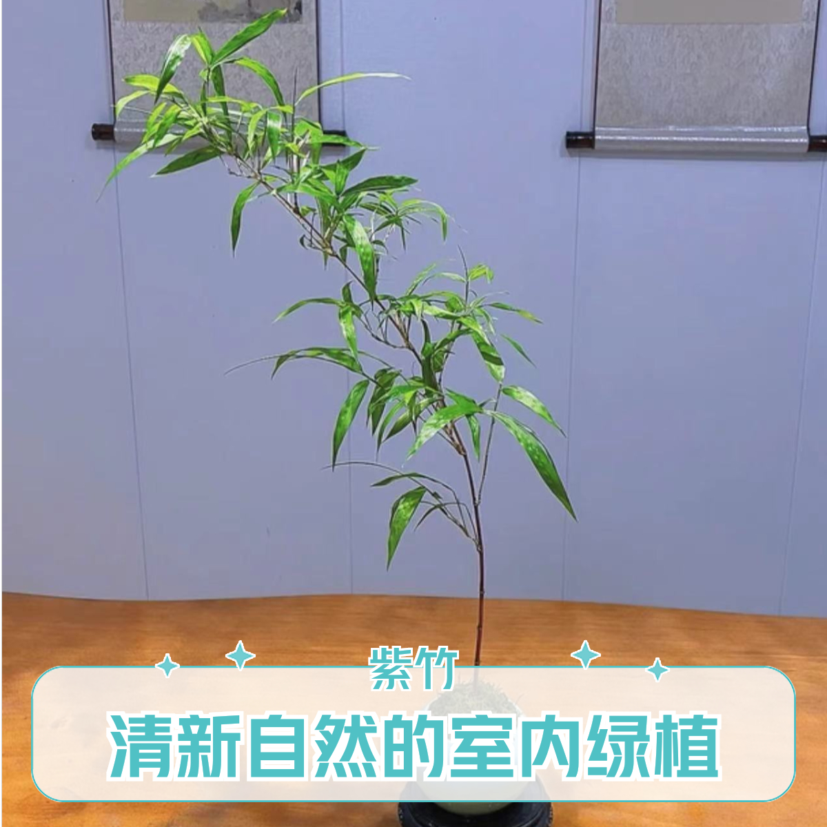 大型沉木鱼缸造景摆件