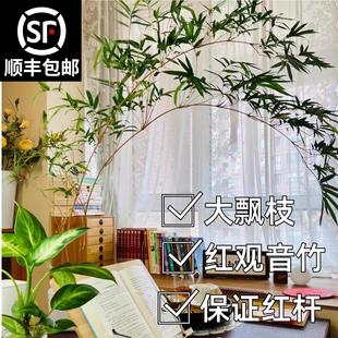 大型红观音竹四季高杆飘枝好养庭院室内茶室桌面水培造景绿植盆栽