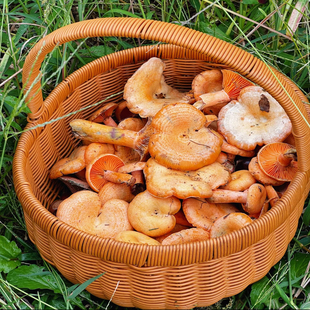仿藤编提篮礼品购物篮买菜篮子水果采摘篮户外防水野餐篮手提篮