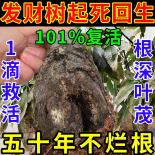 发财树活力素叶子发黄怎么办治黄叶枯叶掉叶烂根营养液肥料专用肥