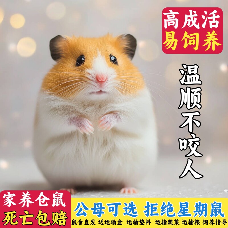 家养金丝熊仓鼠情侣活体包活健康