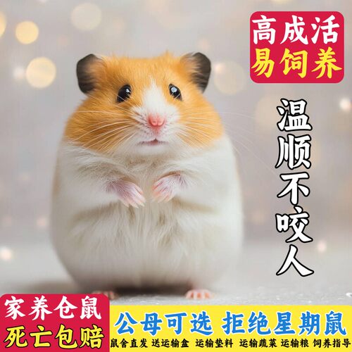 家养金丝熊仓鼠情侣活体包活健康