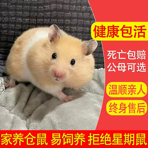 家养金丝熊小仓鼠活物健康包活