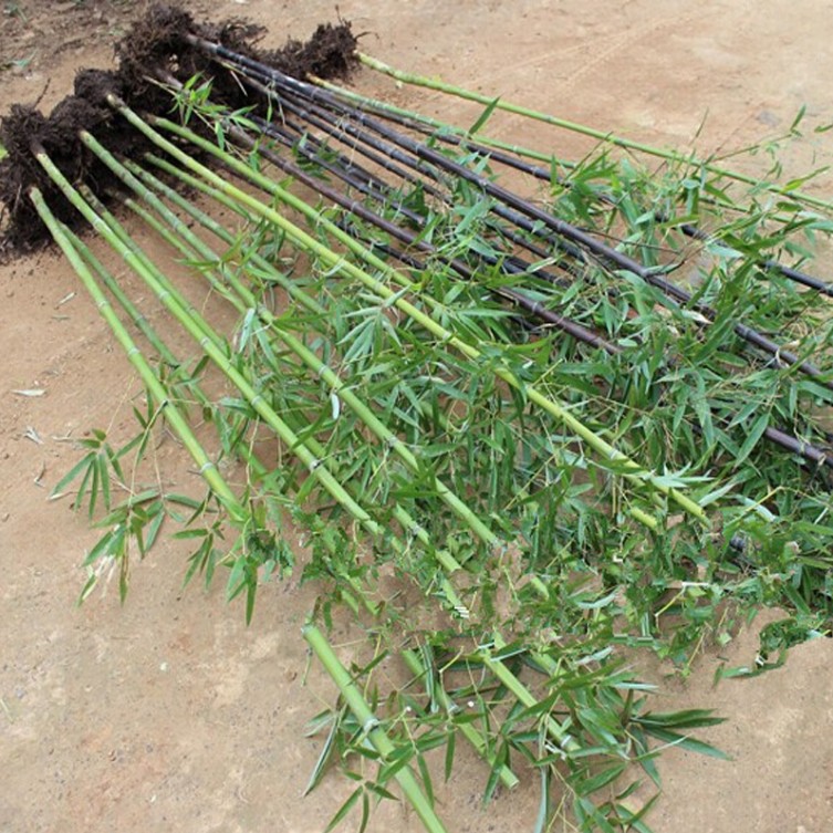 庭院植物金镶玉竹子苗紫竹苗青竹苗毛竹罗汉竹苗盆栽碧玉间黄金