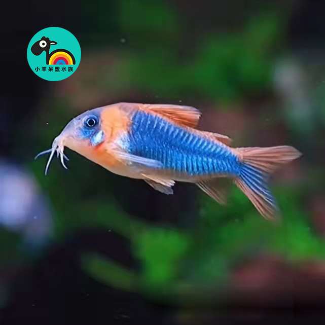 【包损】尼青鼠鱼委内瑞拉青鼠黑鼠青铜b鼠超级红帆鼠淡水工具鱼