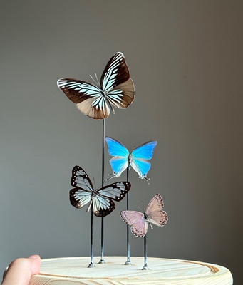 小蝶定制组合款带玻璃罩成品