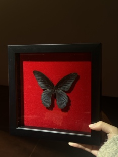 罂粟红  美凤蝶成品 蝴蝶标本家居摆件相框定制礼物