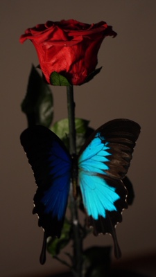 特价 天堂凤蝶立体蝴蝶永生花款一套玻璃罩