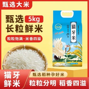 正宗丝苗米猫牙米长粒鲜米长粒香农家优选大米严选超长新米煲仔饭