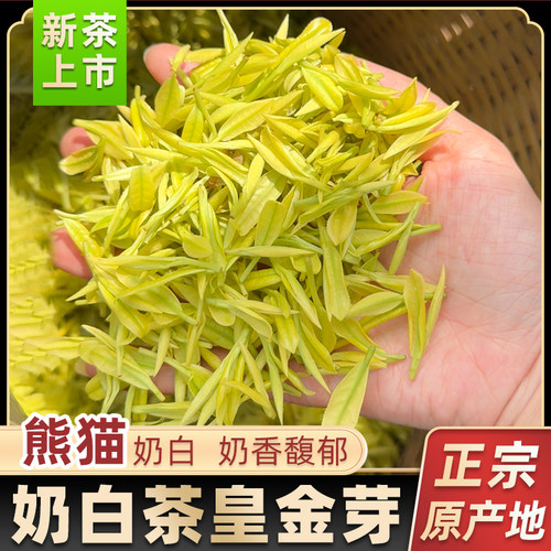 高端熊猫黄金奶白茶安吉特级嫩芽