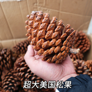 超大松果美国松 油松手工材料幼儿园环创圣诞树干花果子diy材料