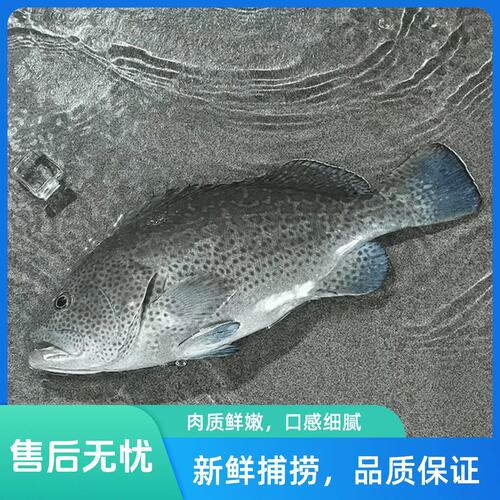 蓝瓜子石斑鱼深海海钓海捕斑鱼海鲜东山岛蓝点斑鲜活速冻锁鲜顺丰