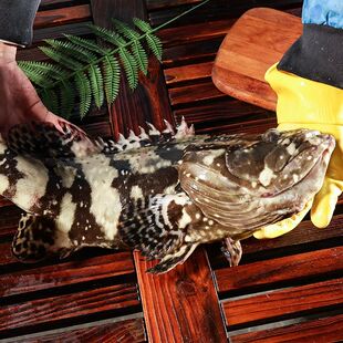 福建东山岛深海龙胆石斑鱼珍珠斑老虎斑活捕速冻海鲜水产顺丰包邮