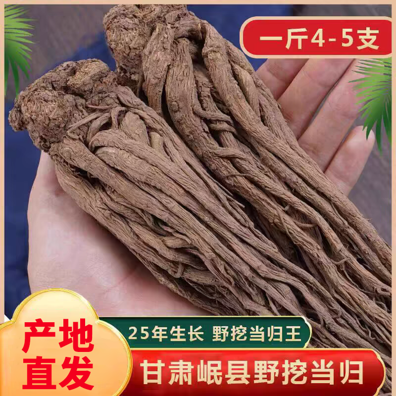 野生当归陇岷堂自然生长