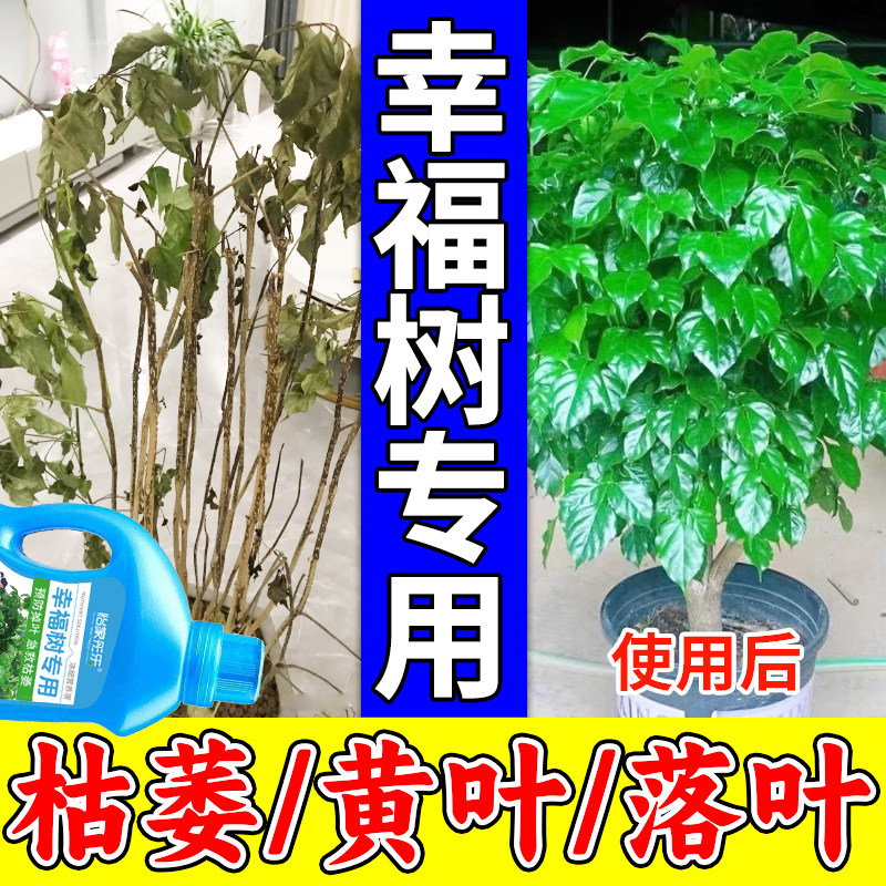 幸福树专用营养液专用肥料落叶掉叶子专用肥料专黄叶烂根营养液,鲜花速递/花卉仿真/绿植园艺,家庭园艺肥料,淘宝优惠券,粉丝福利购,淘宝优惠卷