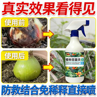 朱顶红红斑病红锈病烂根专用药杀菌剂催花爆芽素种球根营养液肥料