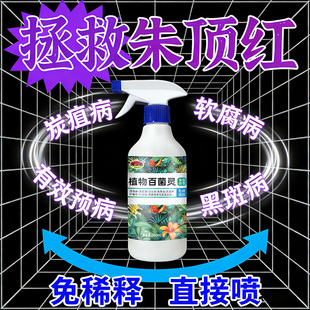朱顶红红斑病红锈病烂根专用药杀菌剂催花爆芽素种球根营养液肥料