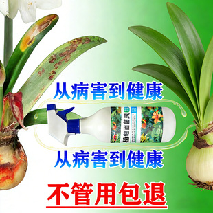 朱顶红红斑病红锈病烂根专用药杀菌剂催花爆芽素种球根营养液肥料