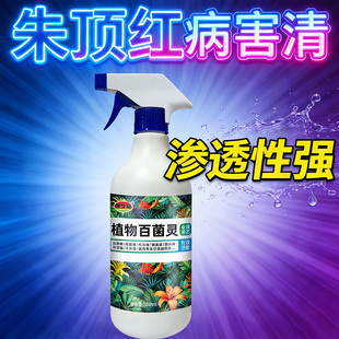 朱顶红红斑病红锈病烂根专用药杀菌剂催花爆芽素种球根营养液肥料