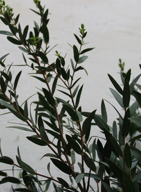 Eucalyptus leaves with bouquets of flowers kunming base