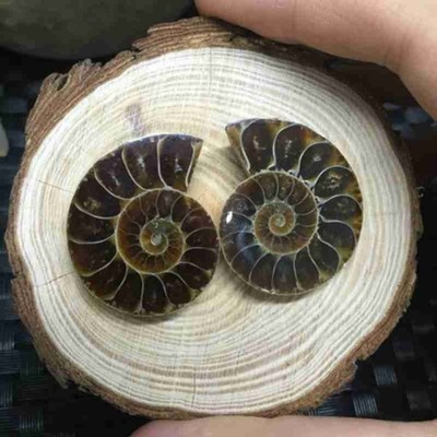 1 pc of Split Ammonite Fossil Specimen Shell Healing Decorat