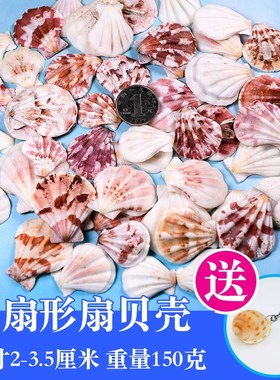 Natural shells, conch shell starfish aquarium landscape