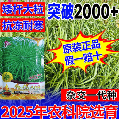 甘蓝型高产油菜种子华信408
