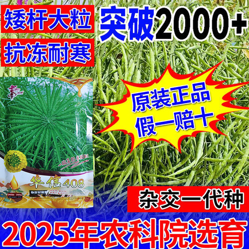 甘蓝型高产油菜种子华信408