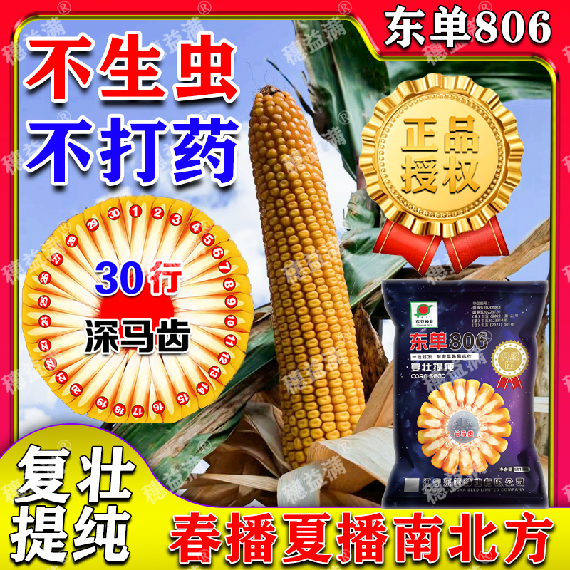 东亚种业东单806玉米种高产稳产