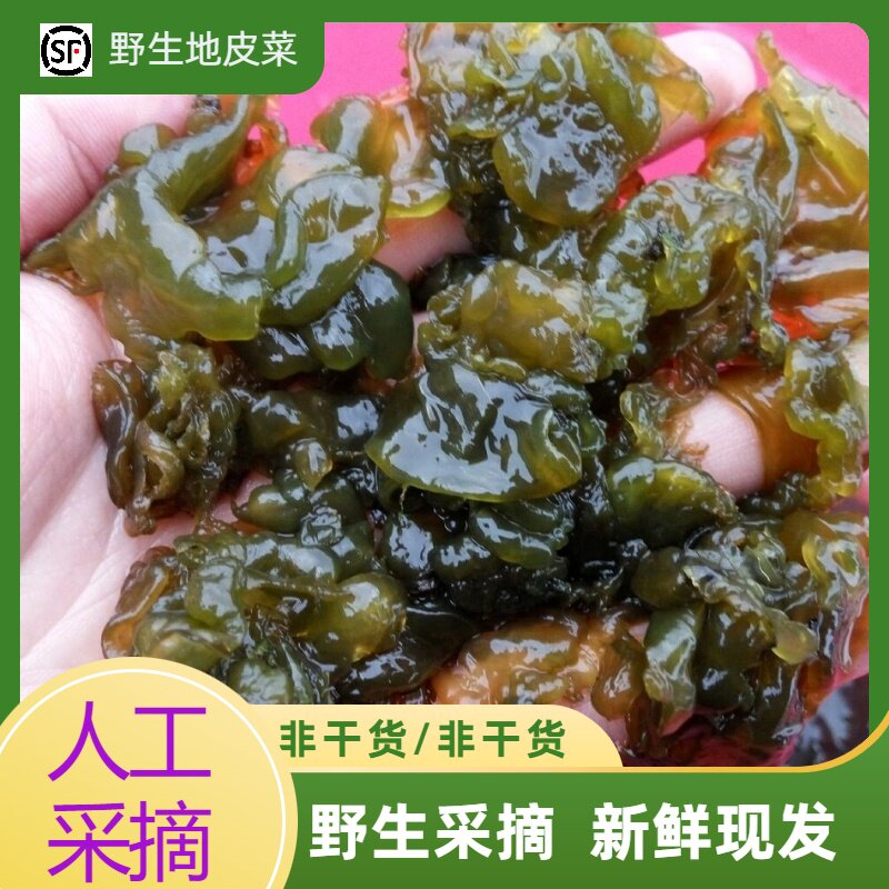 湖南野生新鲜地皮菜地耳免洗地衣苔藓地软雷公菌地木耳非干货真空