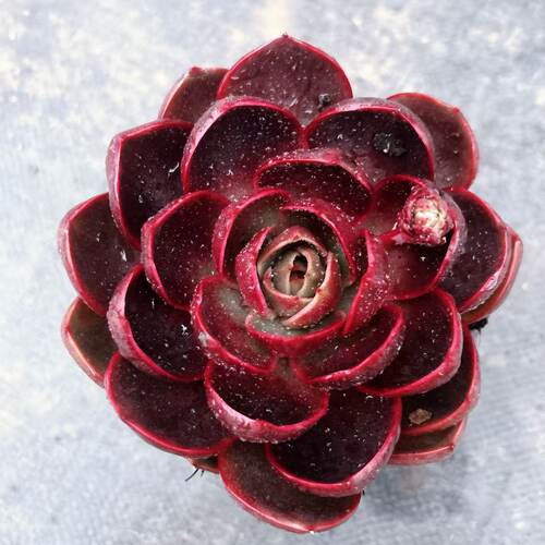 红灯多肉植物办公室精品多肉阳台绿植园艺花卉盆栽庭院多肉植物