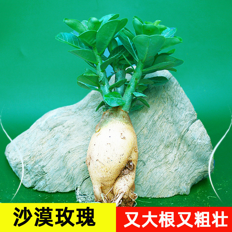 叶连花沙漠玫瑰多肉喜阳耐旱易养