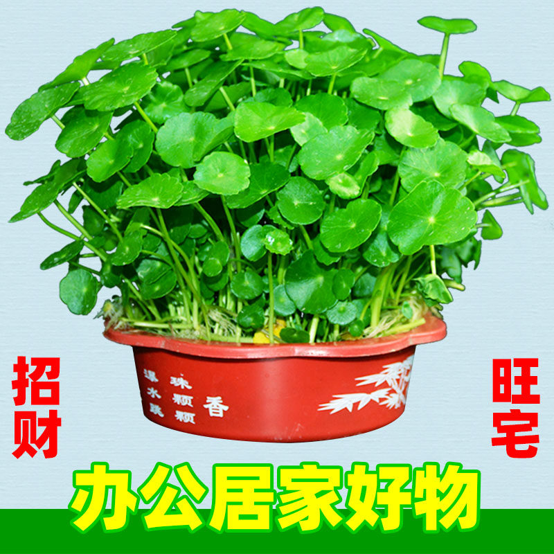 招财铜钱草五折起桌面美化环境