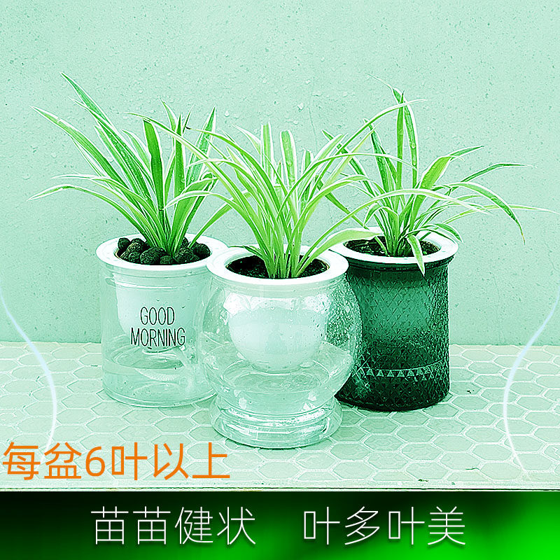 水培金边吊兰家居办公室美化