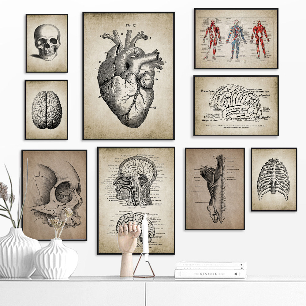 复古人体医学装饰画英文解剖图挂画诊所医疗机构医生办公室墙壁画