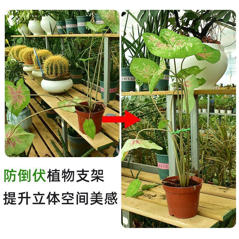 支撑倒伏固定器防水支架托盘龟背竹枝干收拢架春羽绿植物用品
