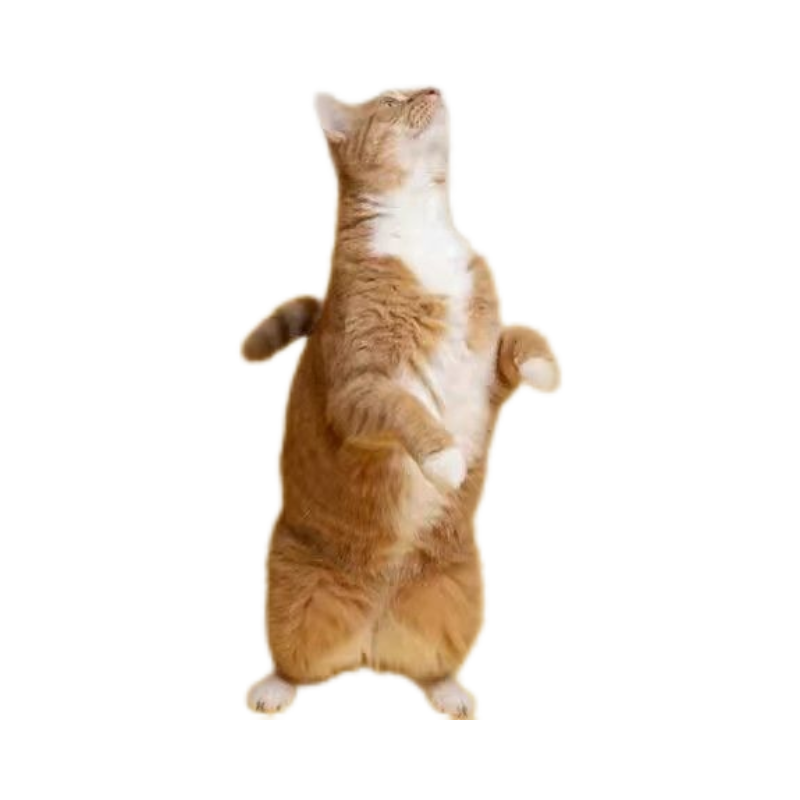 CFA赛级逗猫棒长杆小飞虫羽毛替换头耐咬幼猫玩具猫咪互动用品