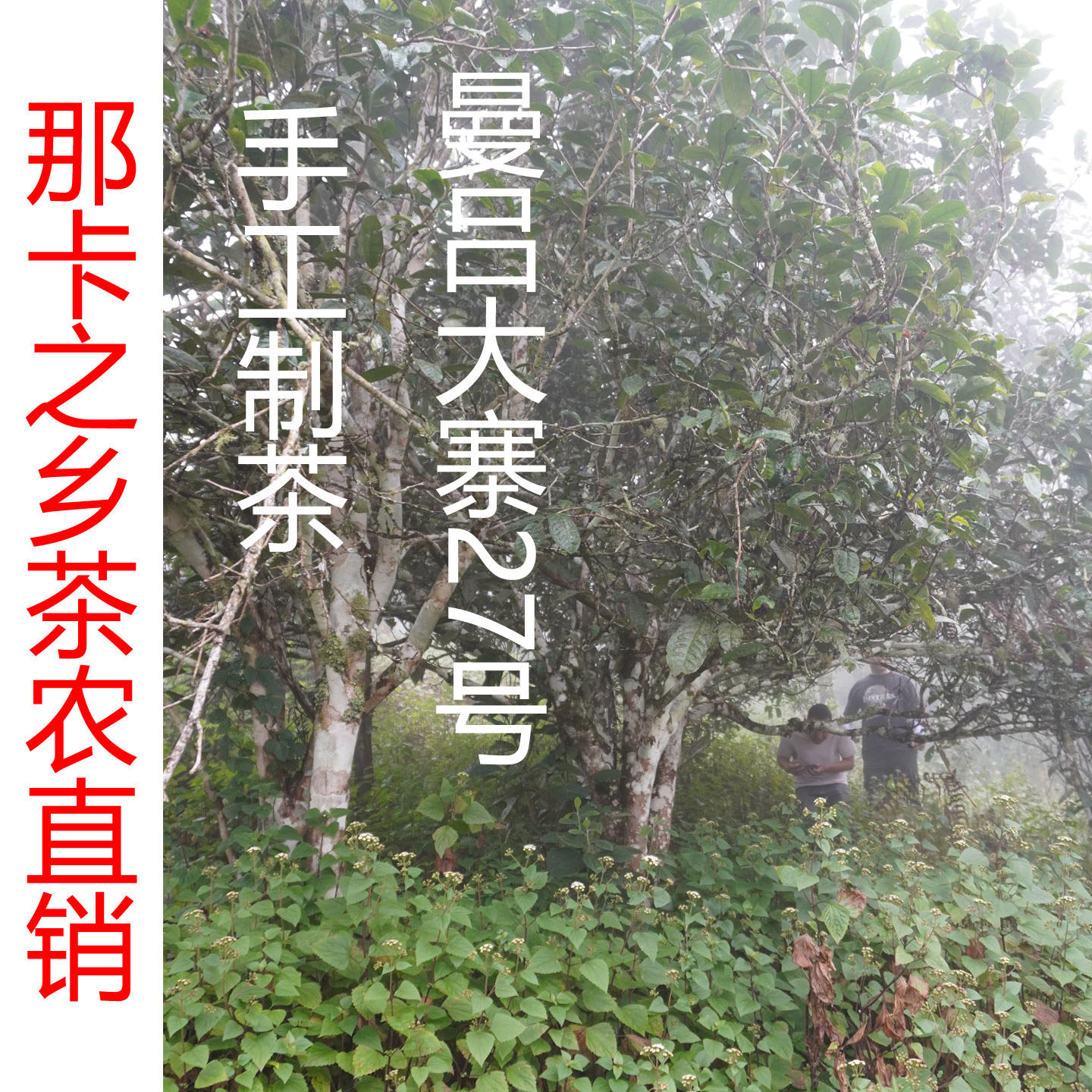 大树头春小黑箐那卡普洱茶散茶