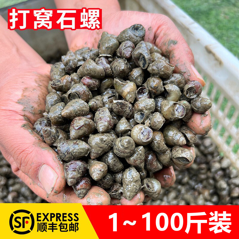 顺丰鲜活螺蛳1/100斤装打窝饵