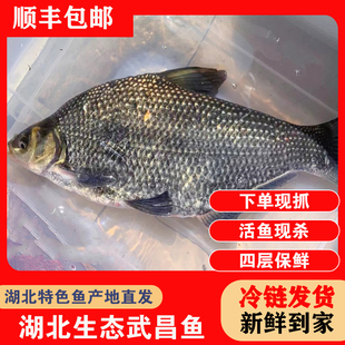 湖北原生态新鲜超大武昌鱼鳊鱼淡水活鱼现杀冷链顺丰