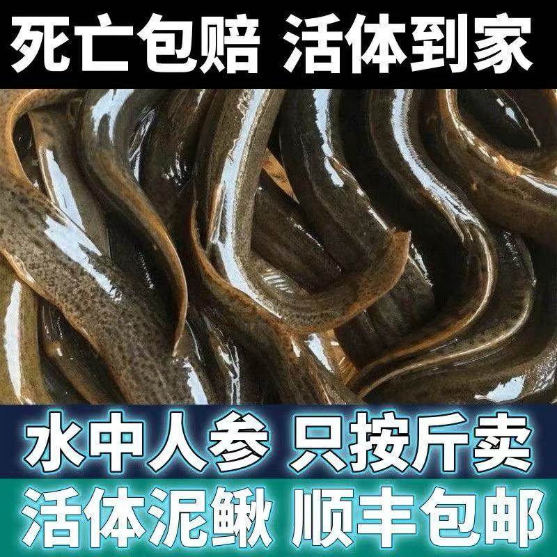 【顺丰快递】湖北土泥鳅现捕现发淡水鱼类