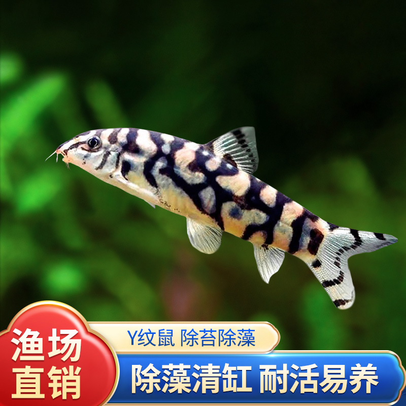 Y纹鼠鱼小型鱼沙鳅银河潜水艇战舰鼠清理底床y鼠鱼翻砂工具鱼活体