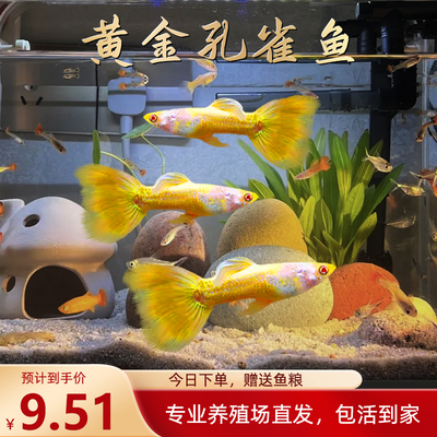 观赏鱼金鱼凤尾鱼热带孔雀鱼