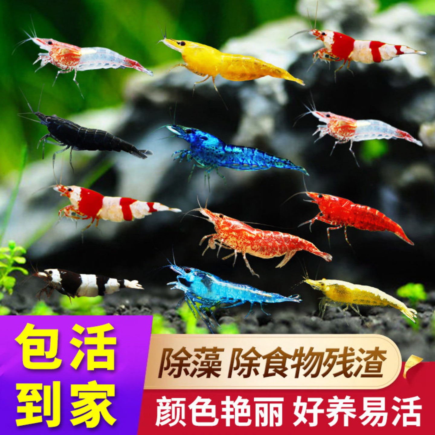 观赏虾黑壳虾清洁除藻工具观赏米虾宠物活体好养淡水族造景小型虾图片