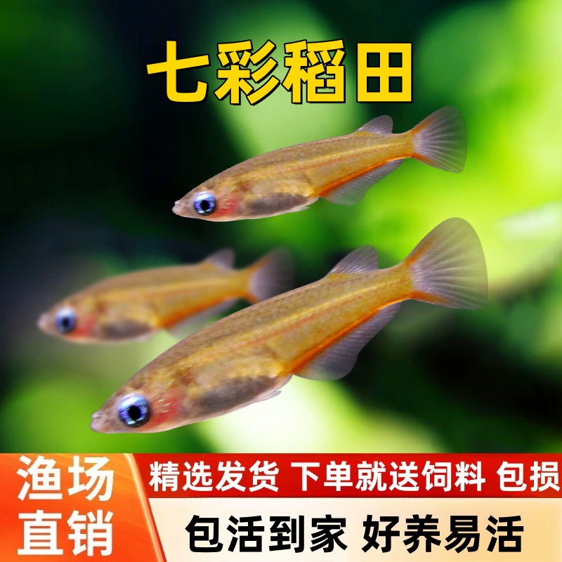 宠瑜七彩稻田鱼观背七彩霓虹