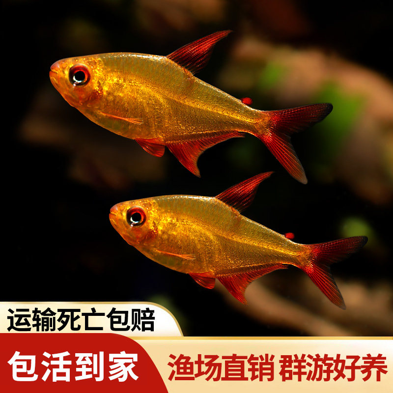 甜心柠檬灯南美热带鱼观赏鱼灯科鱼高端灯鱼草缸稀有鱼活体小型鱼